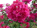 Puket Explorer  Elefantenreiten Bougainvillea (TH).